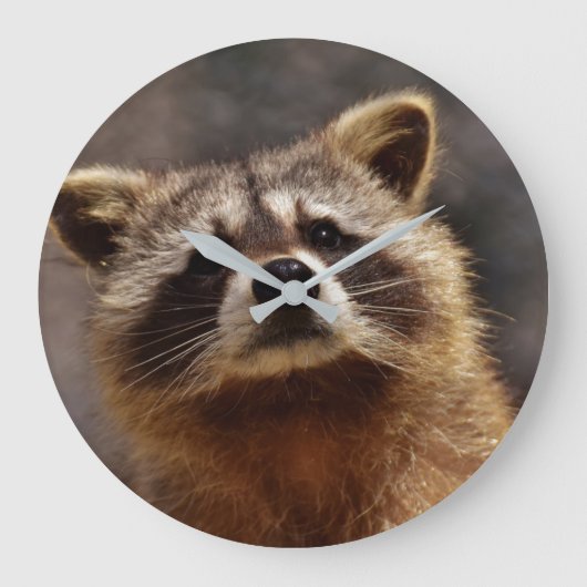 Neugieriger Waschbär Große Wanduhr (Vorderseite)