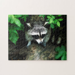 Neugieriger Waschbär in Bush Puzzle