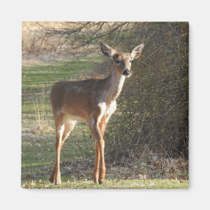 Neugieriger Wildschwänzer Magnet