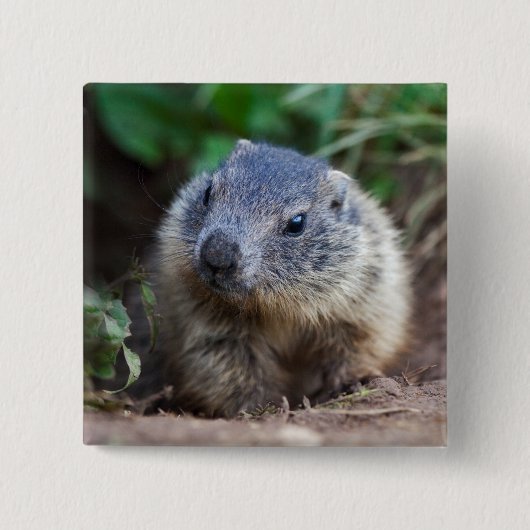 Neugieriges Baby Marmot Abzeichen Button (Vorderseite)