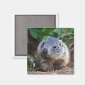 Neugieriges Baby Marmot Magnet (Vorderseite/Rückseite)