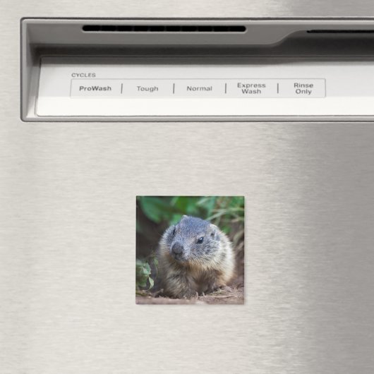 Neugieriges Baby Marmot Magnet (In Situ (Geschirrspüler))
