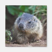 Neugieriges Baby Marmot Magnet (Vorne)