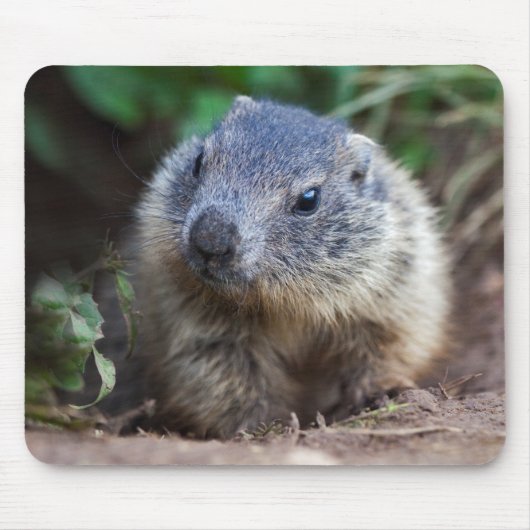 Neugieriges Baby Marmot Mousemat Mousepad (Vorne)