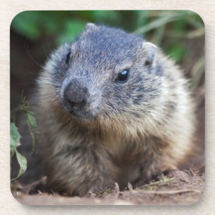 Neugieriges Baby Marmot Set von 6 Untersetzer
