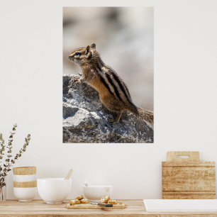 Neugieriges braunes Streifenhörnchen in Alberta Poster