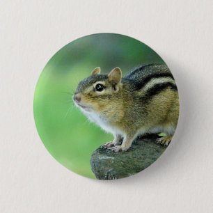 Neugieriges Chipmunk-Button Button