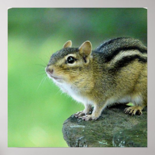 Neugieriges Chipmunk Poster (Vorne)
