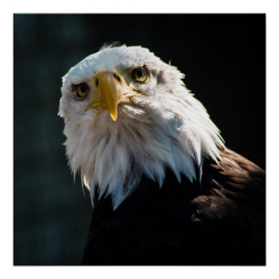Neugieriges Eagle Poster