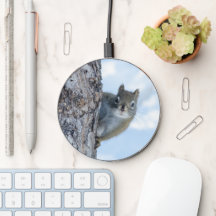 Neugieriges Eichhörnchen, kanadische Tierfotografi