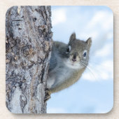 Neugieriges Eichhörnchen, kanadische Tierfotografi Getränkeuntersetzer (Vorderseite)