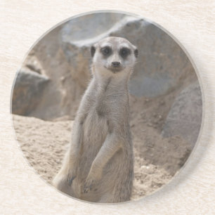 Neugieriges Erdmännchen-Wildnisporträt Getränkeuntersetzer