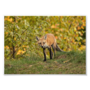 Neugieriges Fox-Foto Fotodruck