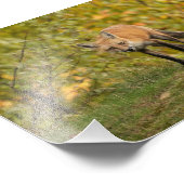 Neugieriges Fox-Foto Fotodruck (Ecke)