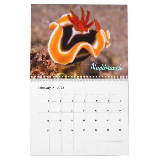 Neugieriges Geschöpf-Great Barrier Reef Kalender (Feb 2026)