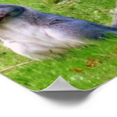 Neugieriges Grauhörnchen Poster (Ecke)