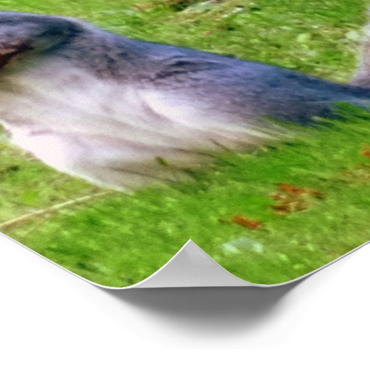 Neugieriges Grauhörnchen Poster (Ecke)