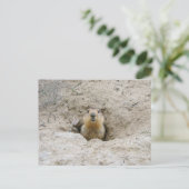 Neugieriges Groundhog Peeking aus Burrow Postkarte (Stehend Vorderseite)
