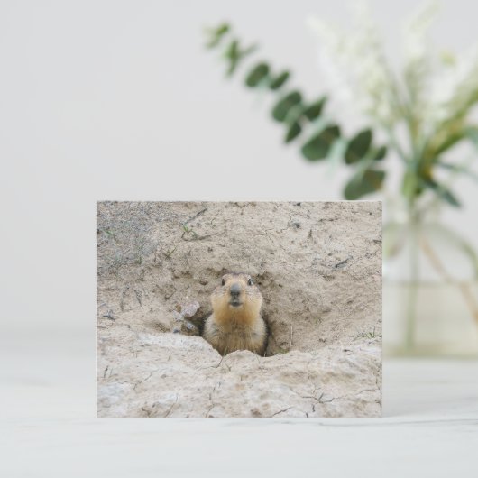 Neugieriges Groundhog Peeking aus Burrow Postkarte (Stehend Vorderseite)