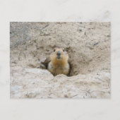 Neugieriges Groundhog Peeking aus Burrow Postkarte (Vorderseite)