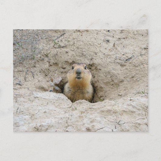 Neugieriges Groundhog Peeking aus Burrow Postkarte (Vorderseite)