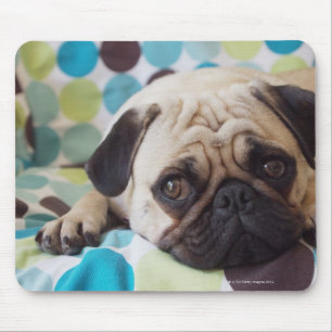 neugieriges junges Haustier Mousepad