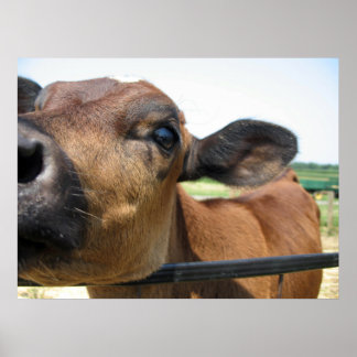 Neugieriges Kuhposter Poster