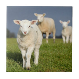Neugieriges Lamm Fliese