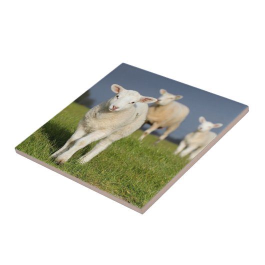 Neugieriges Lamm Fliese (Seite)