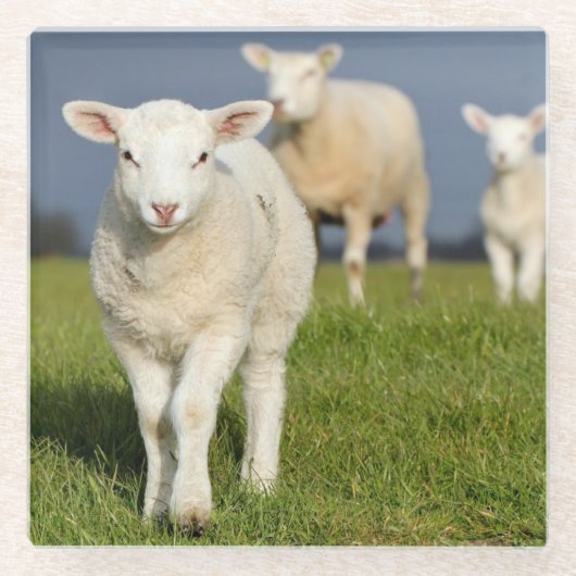 Neugieriges Lamm Glasuntersetzer (Vorderseite)