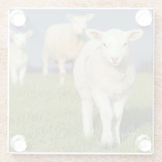 Neugieriges Lamm Glasuntersetzer (Rückseite)
