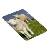 Neugieriges Lamm Magnet (Rechte Seite)