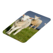 Neugieriges Lamm Magnet (Linke Seite)