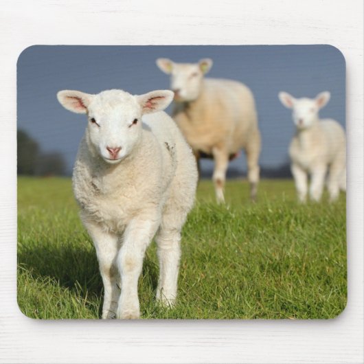 Neugieriges Lamm Mousepad (Vorne)