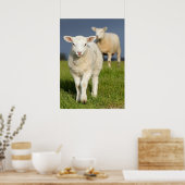 Neugieriges Lamm Poster (Küche)