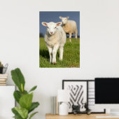 Neugieriges Lamm Poster (Heimbüro)