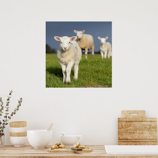 Neugieriges Lamm Poster (Küche)