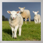 Neugieriges Lamm Poster (Vorne)