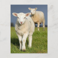 Neugieriges Lamm