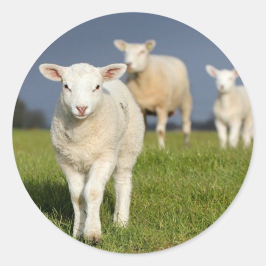Neugieriges Lamm Runder Aufkleber (Vorderseite)