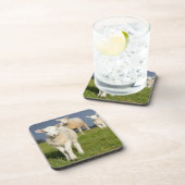 Neugieriges Lamm Untersetzer (Rechte Seite)