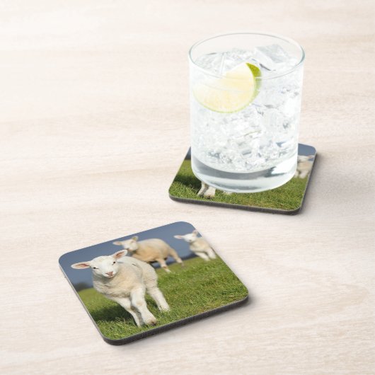 Neugieriges Lamm Untersetzer (Rechte Seite)