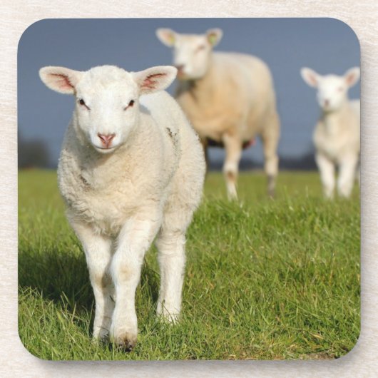 Neugieriges Lamm Untersetzer (Vorderseite)