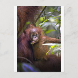 Neugieriges Orang-Utan-Baby in den Armen der Mutte Postkarte