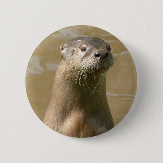 Neugieriges Otter-Button Button (Vorderseite)