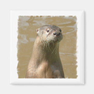 Neugieriges Otter Square Magnet