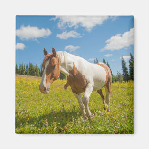 Neugieriges Pferd auf der Alp Wiese im Sommer Magnet