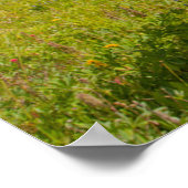 Neugieriges Pferd auf der Alp Wiese im Sommer Poster (Ecke)