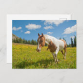Neugieriges Pferd auf der Alp Wiese im Sommer Postkarte (Vorne/Hinten)