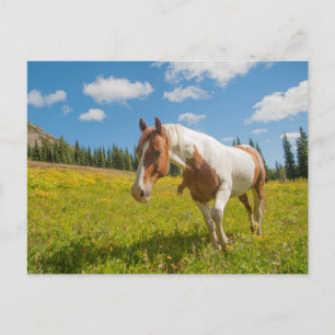 Neugieriges Pferd auf einer Almwiese im Sommer Postkarte